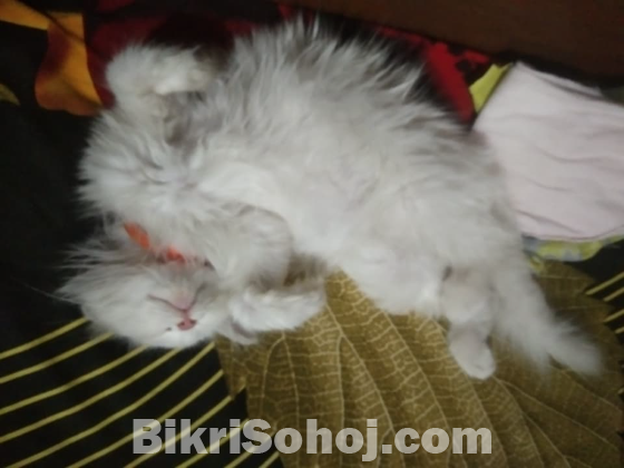 White Persian cat
